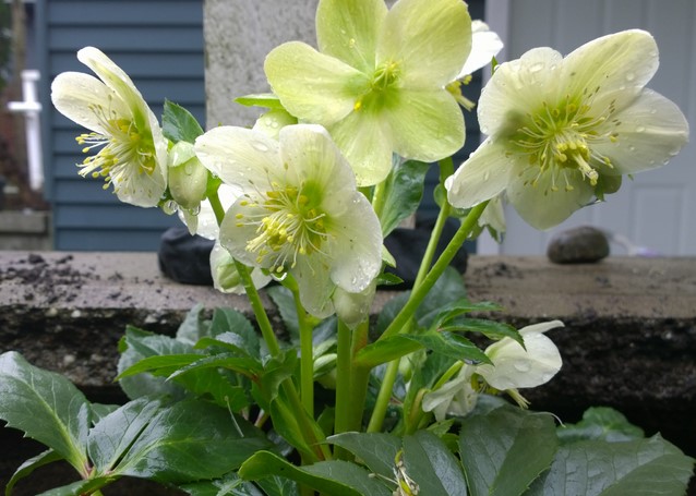 Helleborus Orientalis Pretty Ellen White Lenzrose kaufen? Einfach
