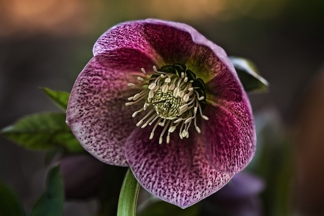39+ Lenzrose Kaufen Hornbach, Kaufe lenzrose helleborus x hybridus