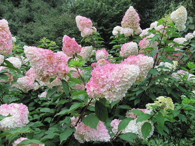 Hydrangea Paniculata Vanilla Fraise kaufen? Einfach online bestellen
