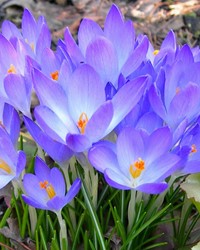 Blumenzwiebeln kaufen? Online Top Qualität pflanzen und Gartenartikelen