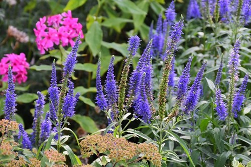 Veronica Longifolia Blauriesin - Ehrenpreis (Sechserpack)