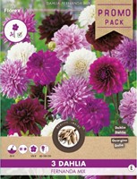 Dahlia Fernanda Mix-2