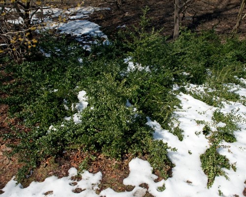 Ilex Crenata Convexa - Japanische Stechpalme