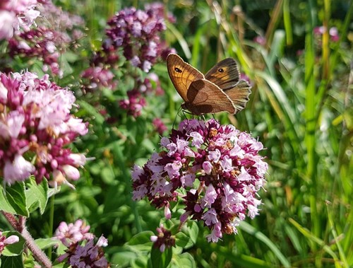 Origanum Herrenhausen - Blumen-Dost (Sechserpack)