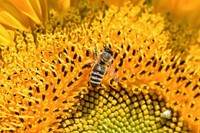 Sonnenblume Hohe gelbe EKO-2