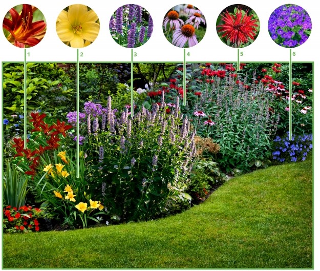 Beetpaket Fuer Lange Bluehende Blumenbeete 6 kaufen? Einfach online