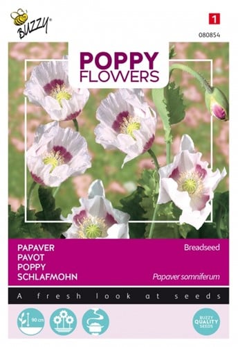 Schlafmohn Blaumohn - Buzzy Poppy Flowers