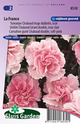 Nelke La France Dianthus Chabaud