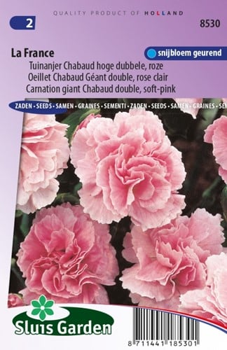 Nelke La France Dianthus Chabaud