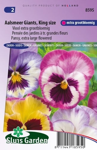 Veilchen Aalsmeer Giants, King Size Viola Wittrockiana
