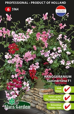 Gartengeranien Summertime F1 - Pelargonium