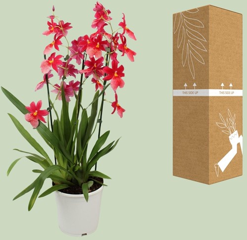 Orchidee Cambria Nelly Isler Ø19 cm - 70 cm-3