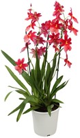 Orchidee Cambria Nelly Isler Ø19 cm - 70 cm