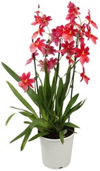 Orchidee Cambria Nelly Isler Ø19 cm - 70 cm