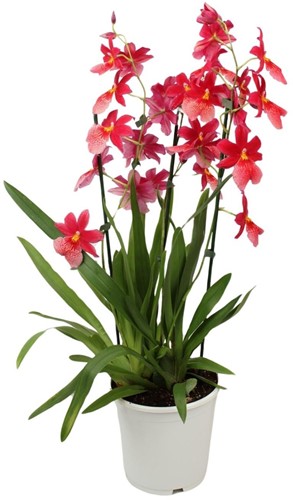 Orchidee: Cambria Nelly Isler Ø19cm - 70cm