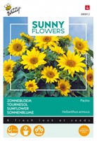 Zonnebloemen Pacino - Sunny Flowers