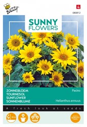 Zonnebloemen Pacino - Sunny Flowers