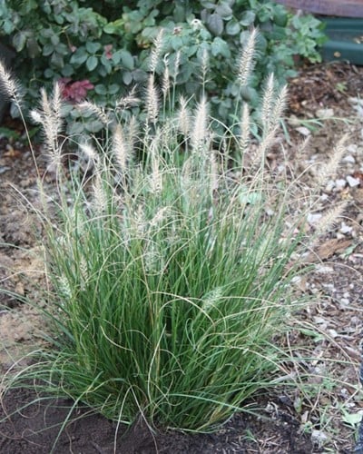 Lampenputzergras Little Bunny - Pennisetum Alopecuroides (Sechserpack)