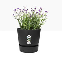 Greenville Round 30 cm Zwart - Elho-2