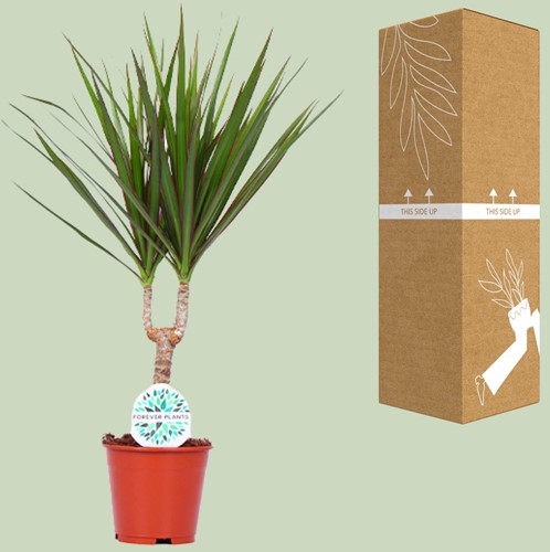 Dracaena Marginata - Ø14cm - 55cm-3