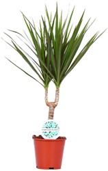eiben braun Europäische Eibe - Taxus baccata main image 0