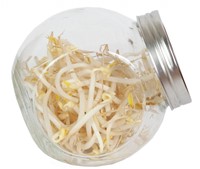 Organic Sprouting glazenpot Tauge BIO - Buzzy-2
