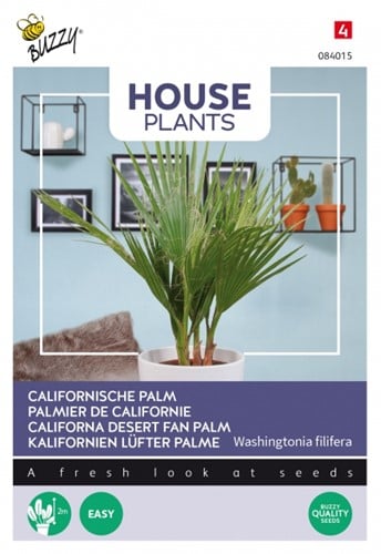 Kalifornien Lüfter Palme - Buzzy House Plants