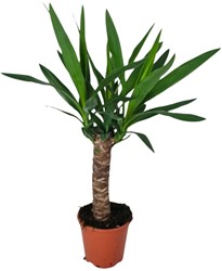Yucca - Ø14cm - 60cm
