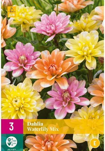 Dahlia Waterlily Mix-2