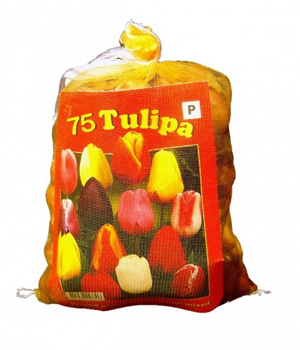 Tulpen Darwin Mischung (XL-Packung) - 75 Zwiebeln