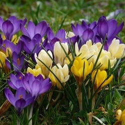 Krokus Botanisch Mischung - Crocus XL-Großpackung