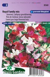 Duftwicke Royal Family Mix Lathyrus Odoratus
