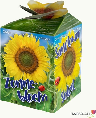Sonnenblume Ecogeschenke Greengift