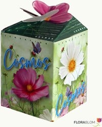 Cosmos Mix Ecogeschenke