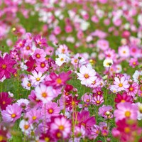 Cosmos Mix Greengift-2