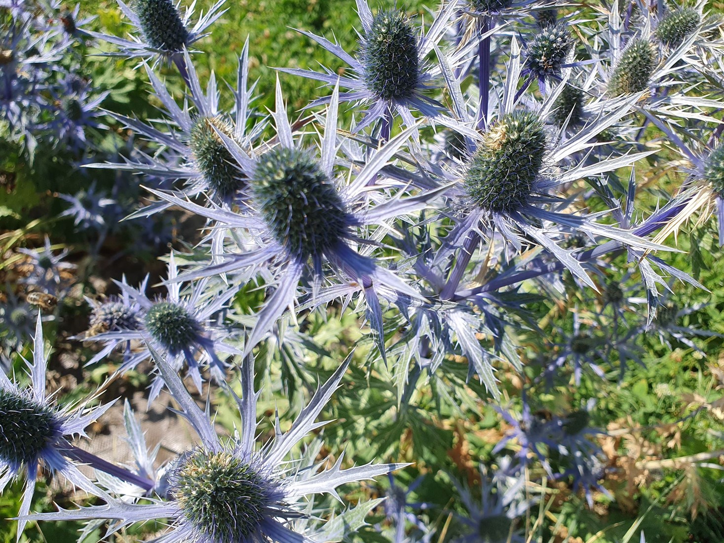 Eryngium Planum kaufen? Einfach online bestellen Gartencenter Koeman
