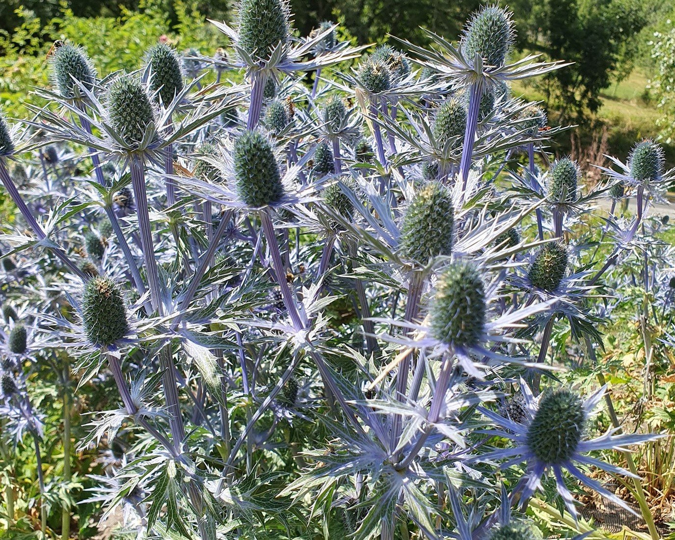 Eryngium Planum kaufen? Einfach online bestellen Gartencenter Koeman