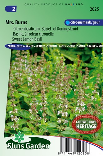 Basilienkraut Zitrone Mrs. Burns - Ocimum citriodora