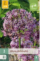 Allium albopilosum Christophii - Sierui-2