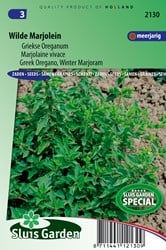 Griechischer Oregano - Origanum Hirtum