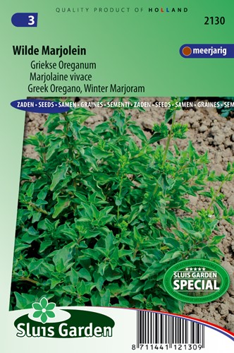 Griechischer Oregano - Origanum Hirtum
