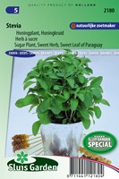 Stevia oder Honigpflanze