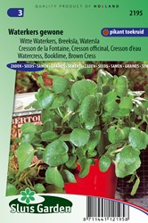 Brunnenkresse - Nasturtium officinale