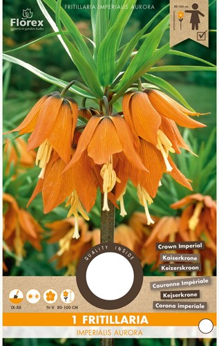 Fritillaria Imperialis Aurora - Keizerskroon-2