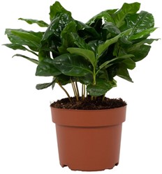 Coffea Arabica 12cm - Ø12cm - 22cm