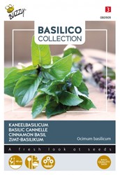 Zimt-Basilikum - Basilico Collection