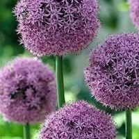 Alliums Gladiator (Großpackung)-2