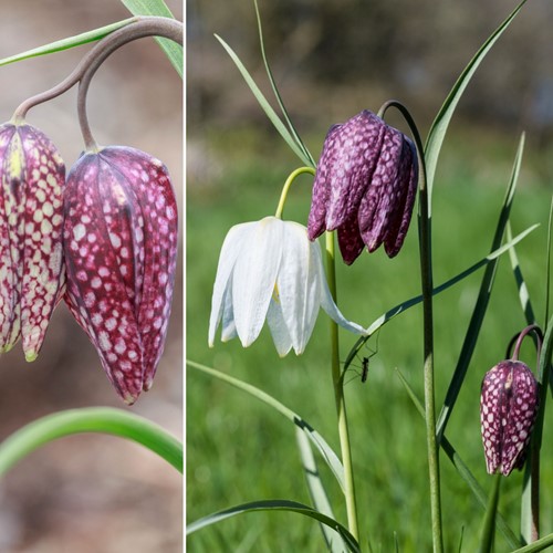 Fritillaria Meleagris Misschung - Schachbrettblume