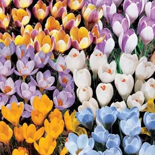 Krokus Botanisch Mischung - Crocus XL-Großpackung-2