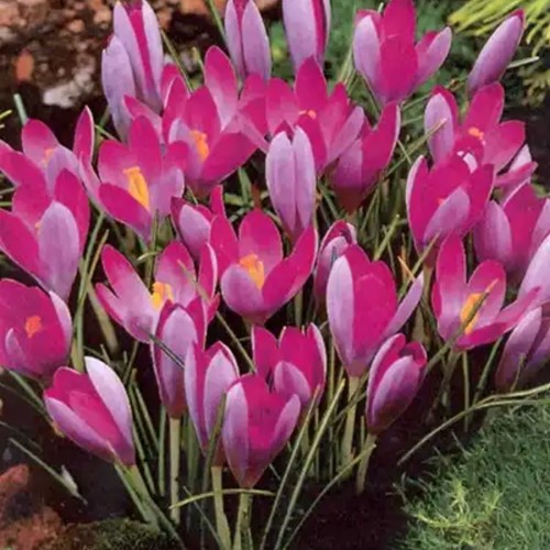 Krokusse Tommasinianus Roseus - Crocus-2